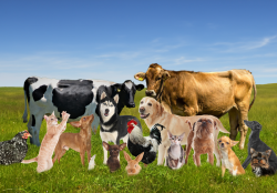 Animal_Management_Systems_bg_900x627